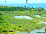 Macaws over lagoon